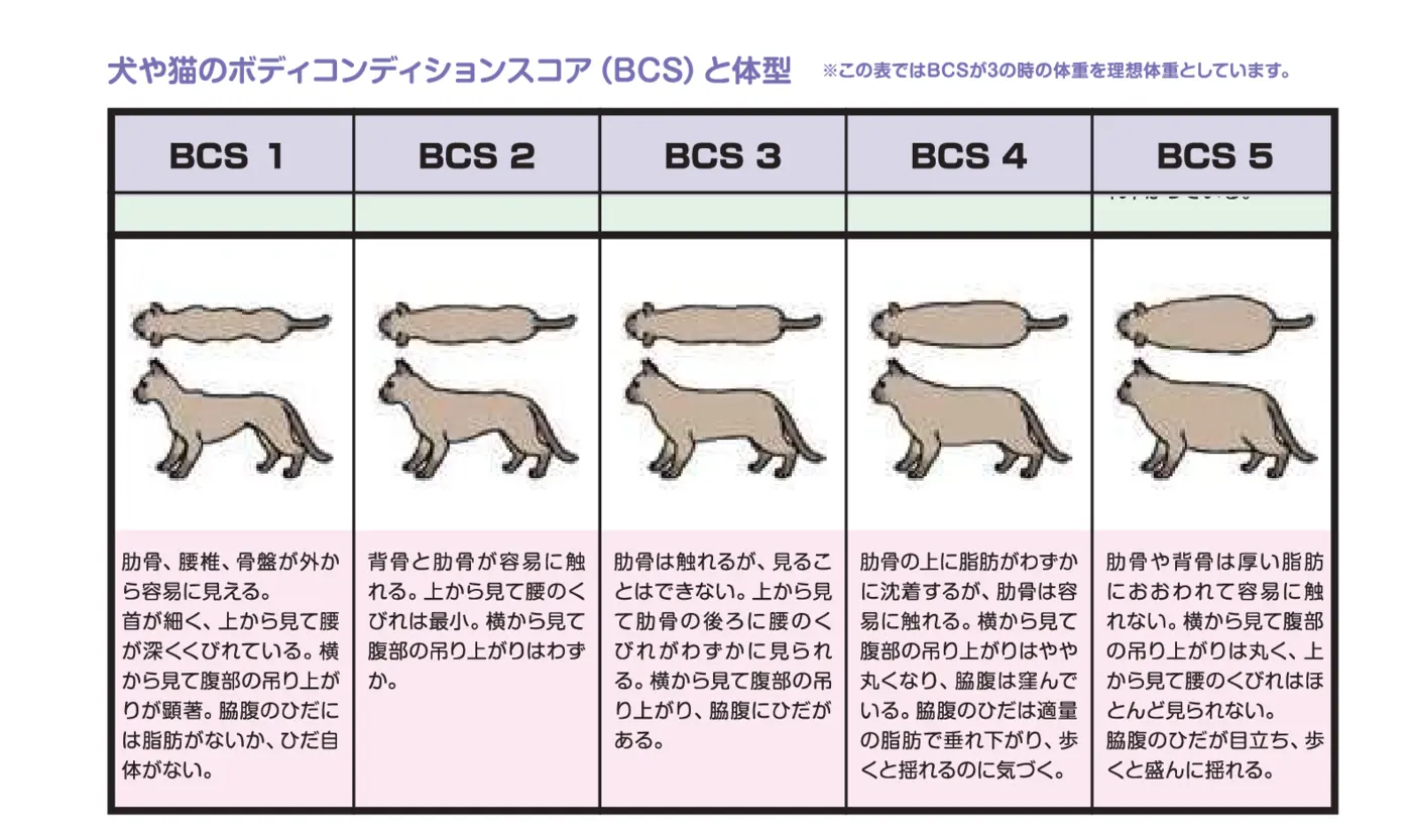 環境省資料をもとにした猫のボディコンディションスコア（BCS）1〜5の参考図