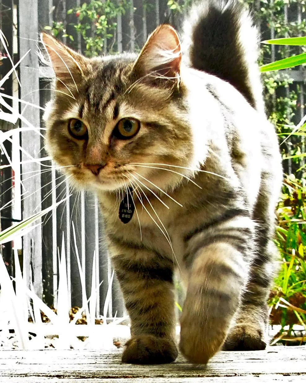 アメリカンボブテイルの猫