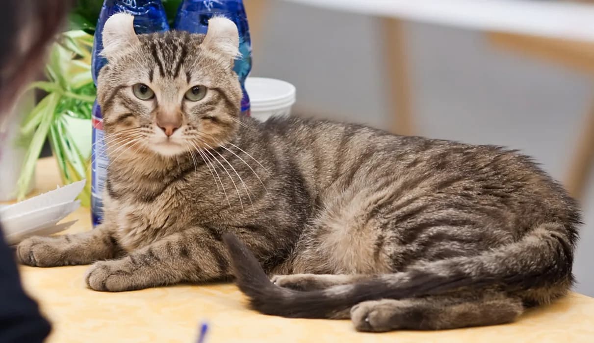 アメリカンカールの猫