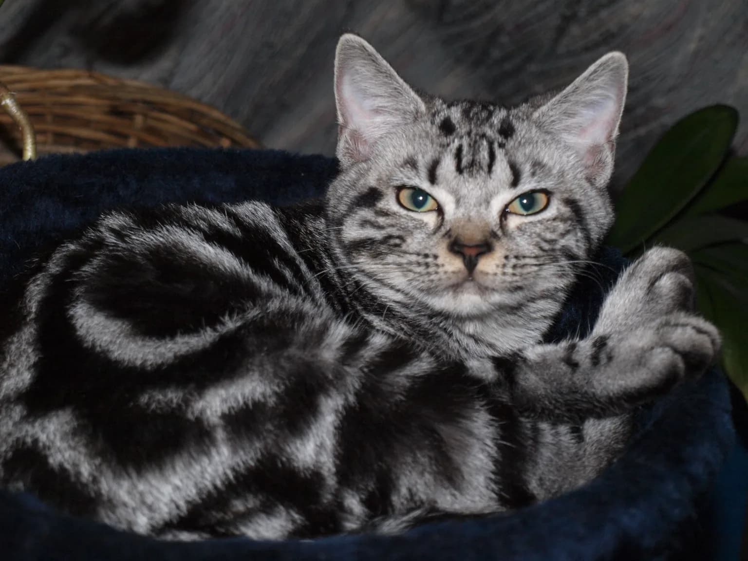 アメリカンショートヘアの猫