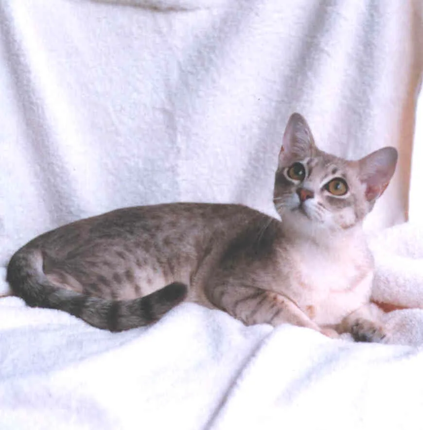 オーストラリアンミストの猫