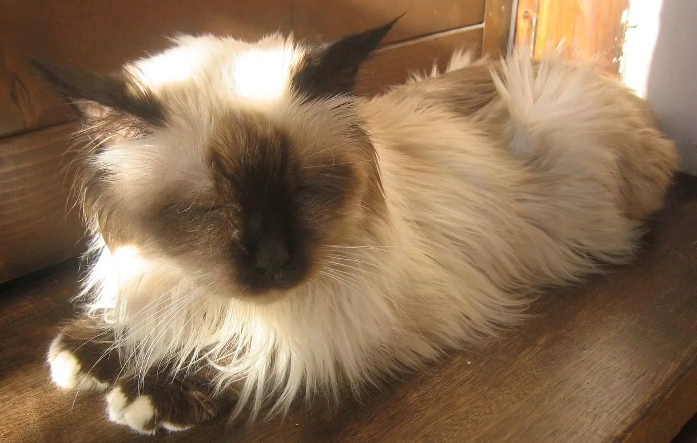 バーマンの猫