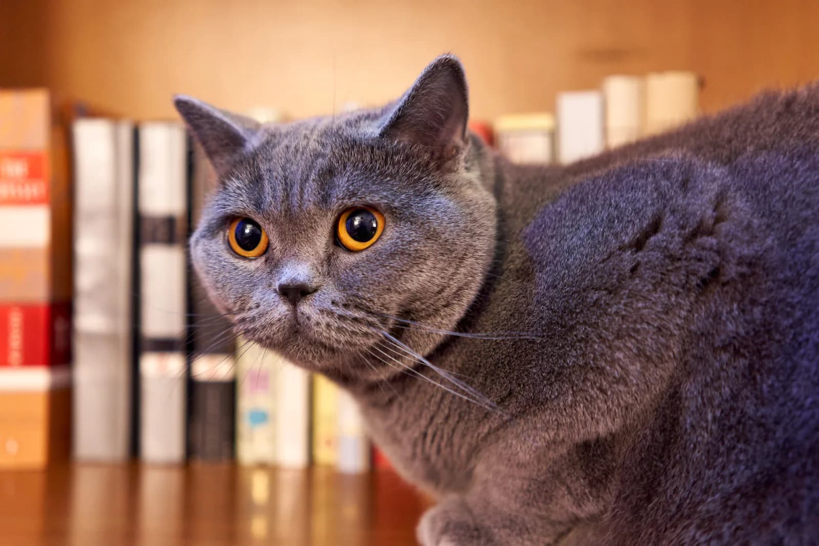 ブリティッシュショートヘアの猫