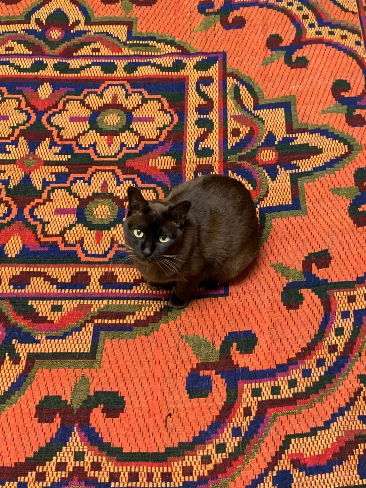 バーミーズの猫