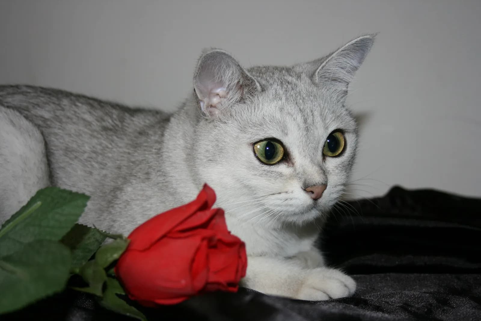 バーミラの猫