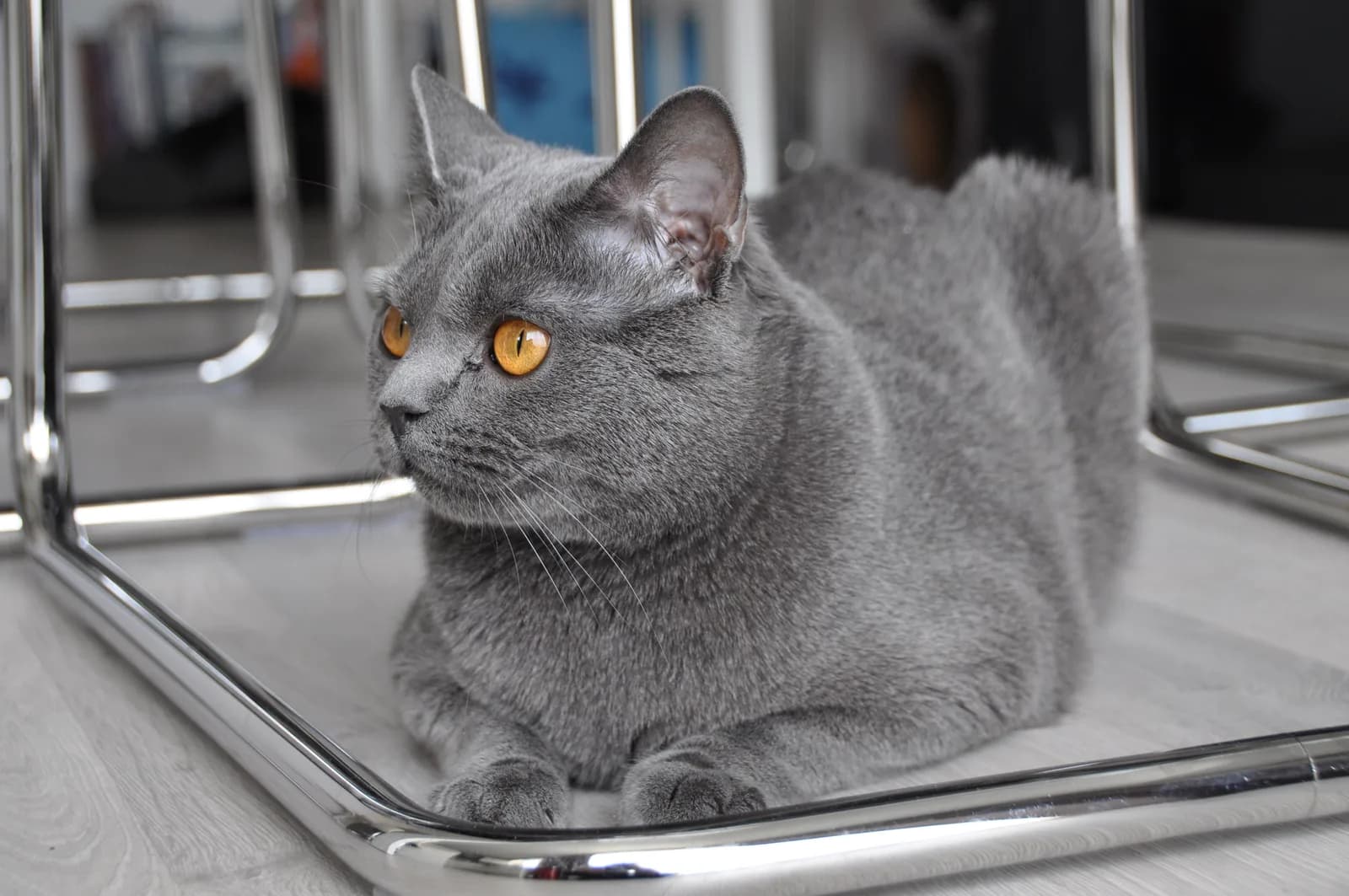 シャルトリューの猫