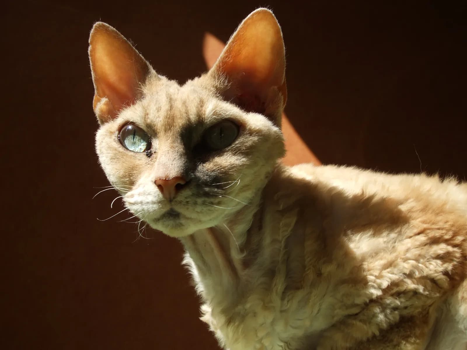 デボンレックスの猫