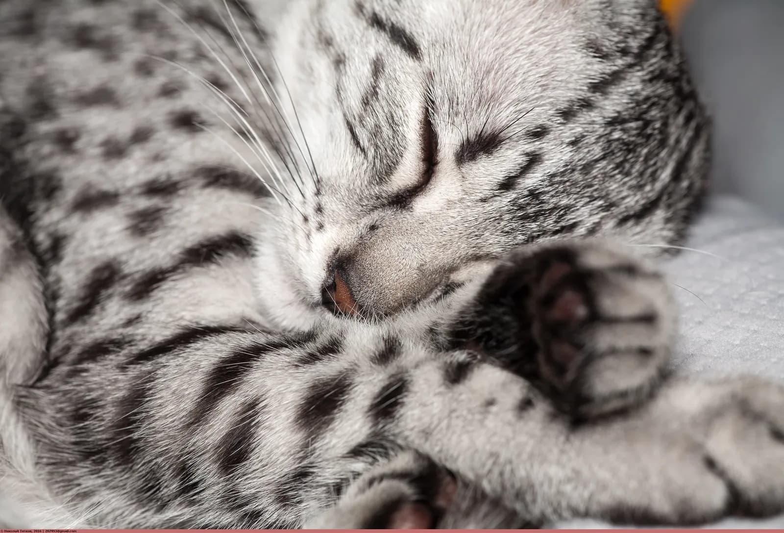 エジプシャンマウの猫