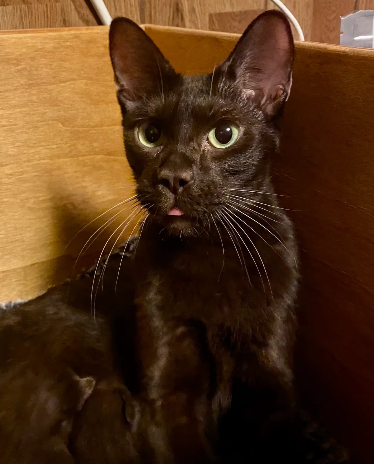 ハバナブラウンの猫