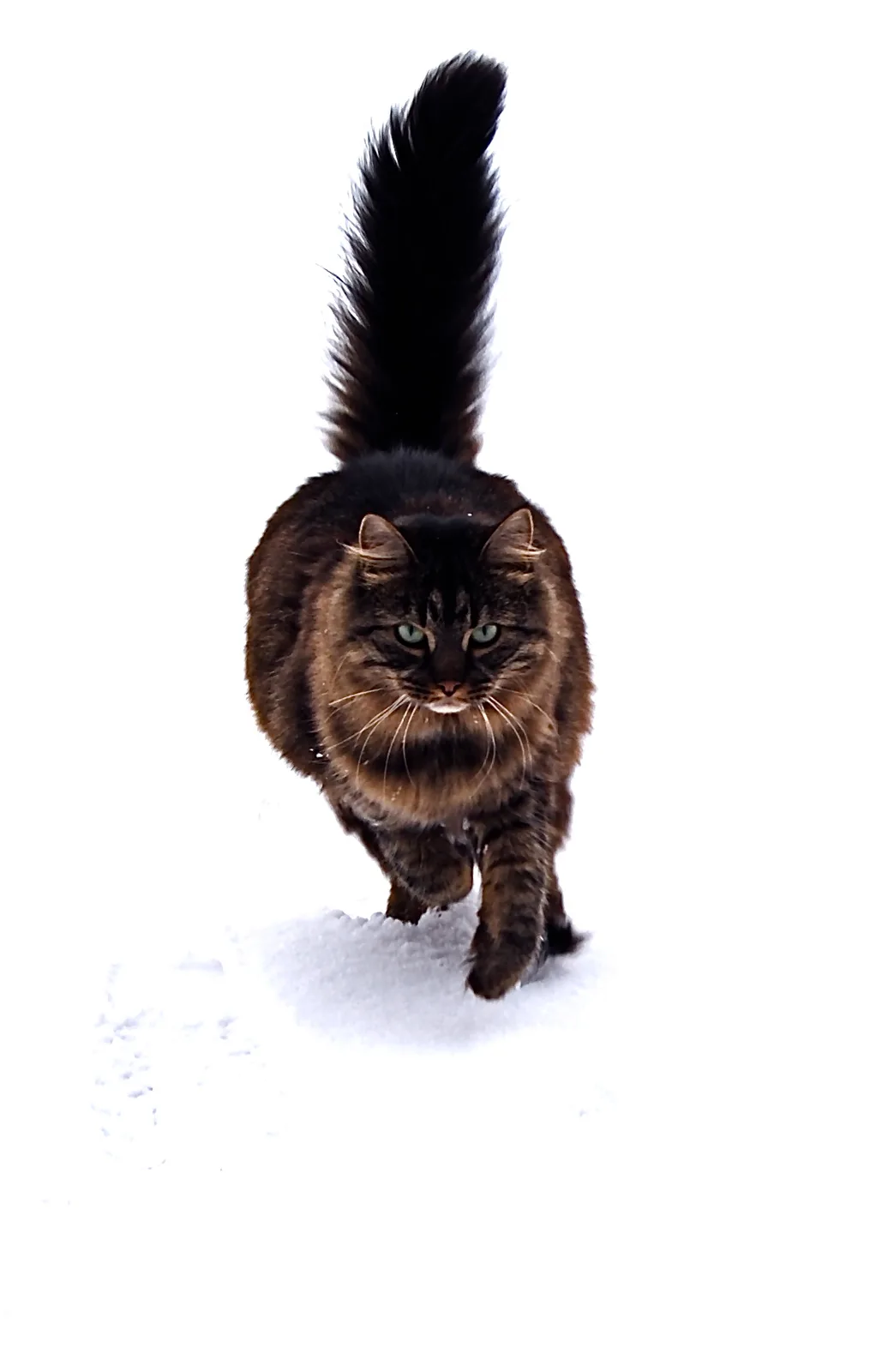 メインクーンの猫