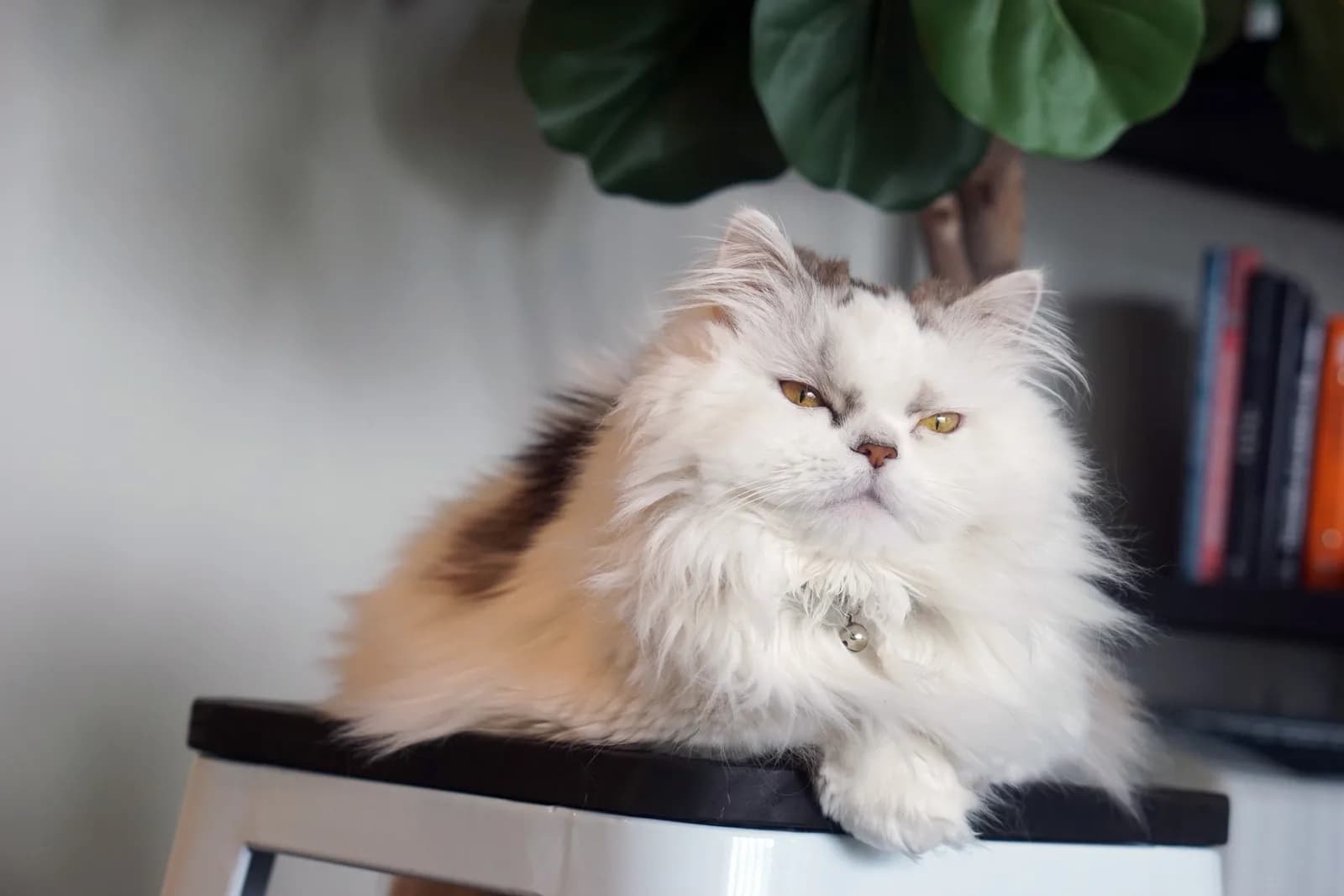 ミヌエットの猫