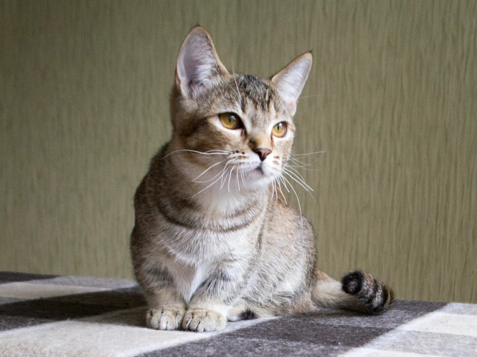 マンチカンの猫