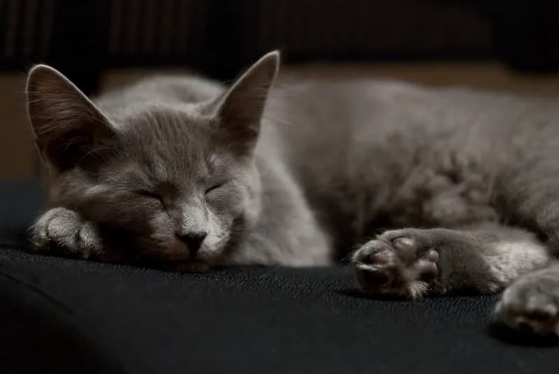 ネベロングの猫