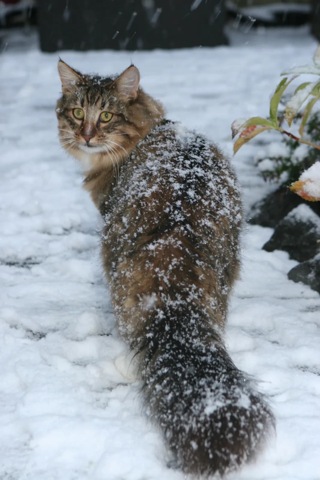 ノルウェージャンフォレストキャットの猫
