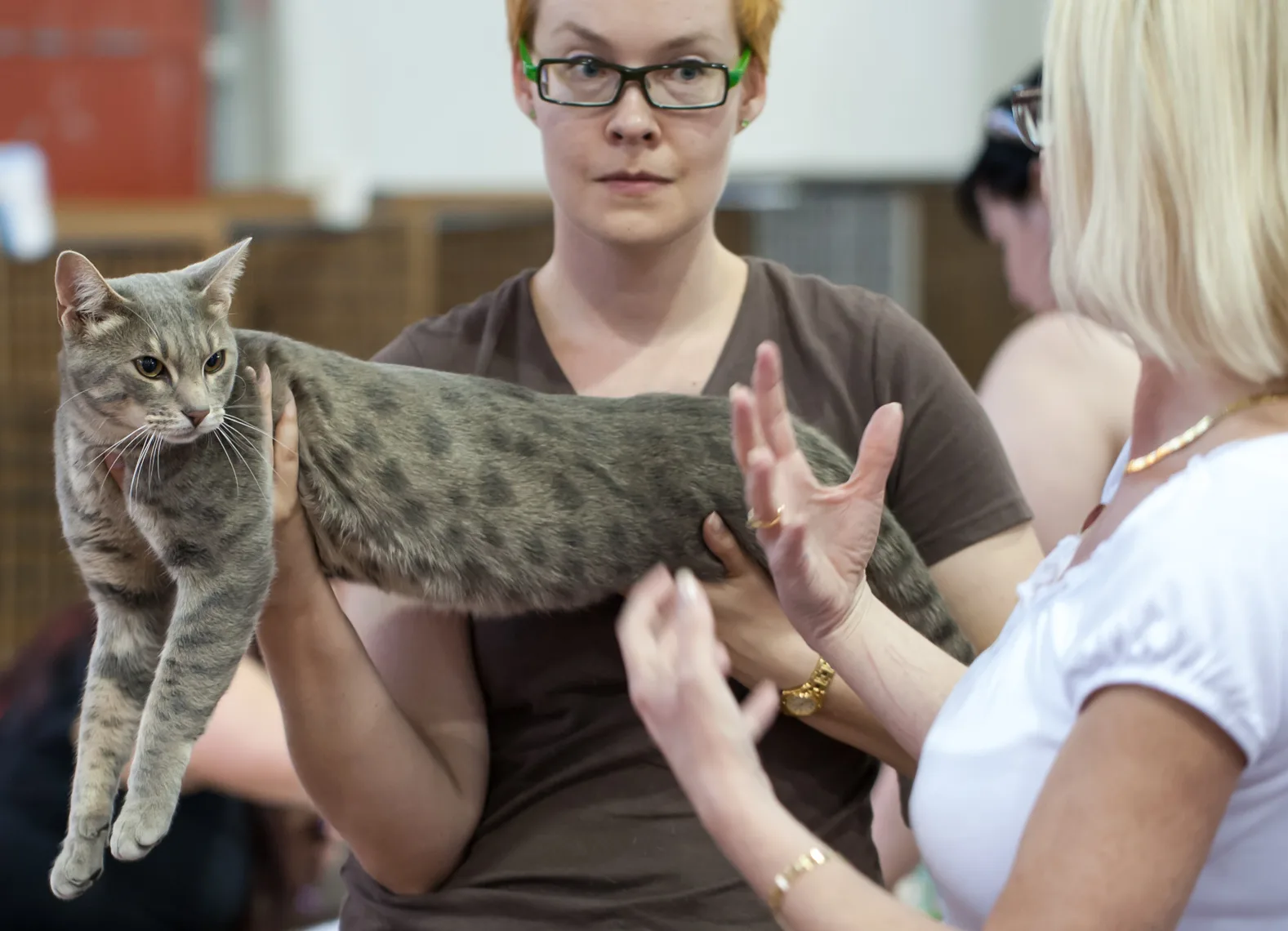 オシキャットの猫
