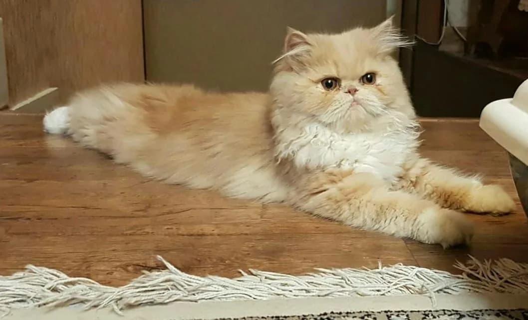 ペルシャの猫