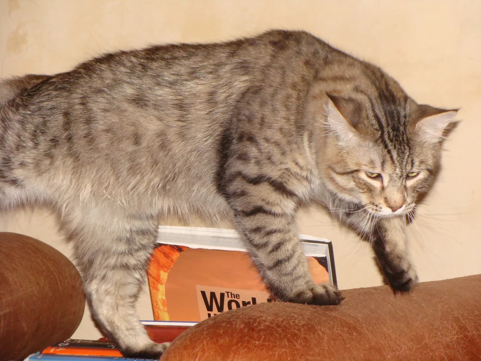 ピクシーボブの猫