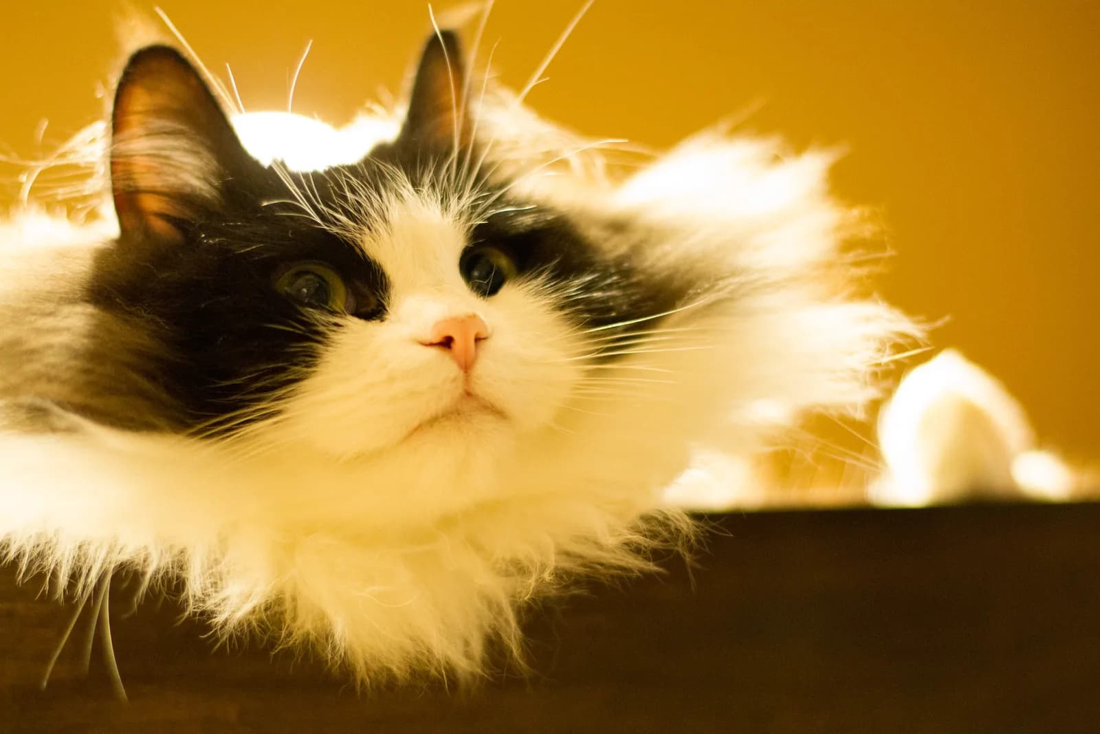 ラガマフィンの猫