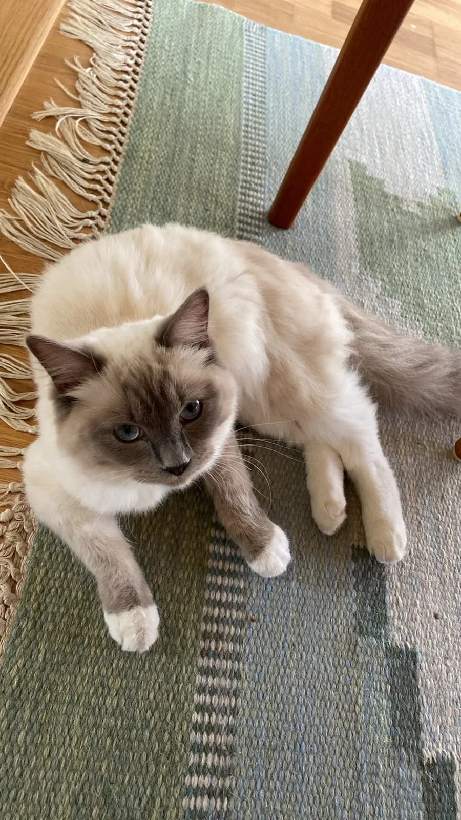 ラグドールの猫