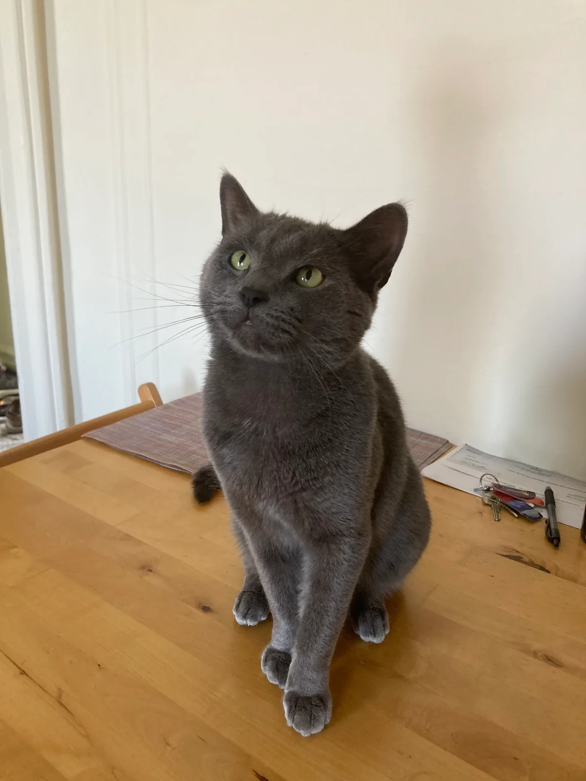 ロシアンブルーの猫
