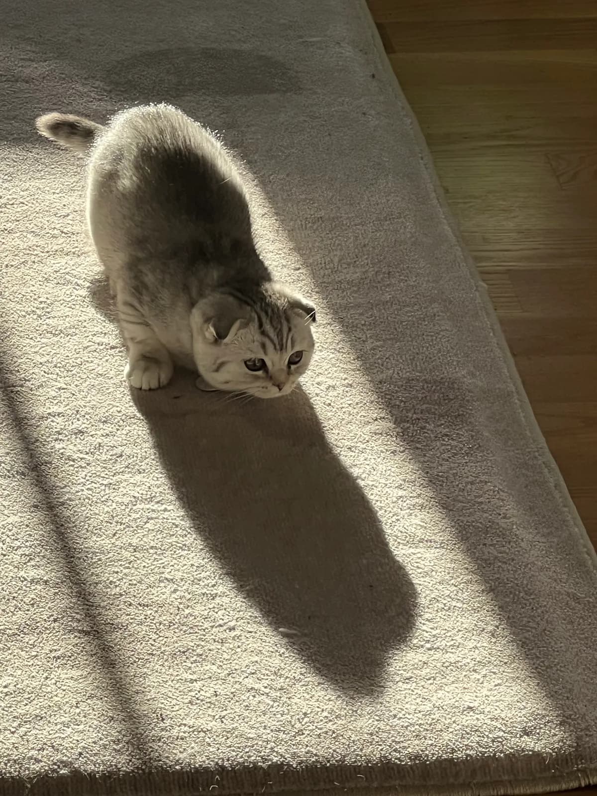 スコティッシュフォールドの猫