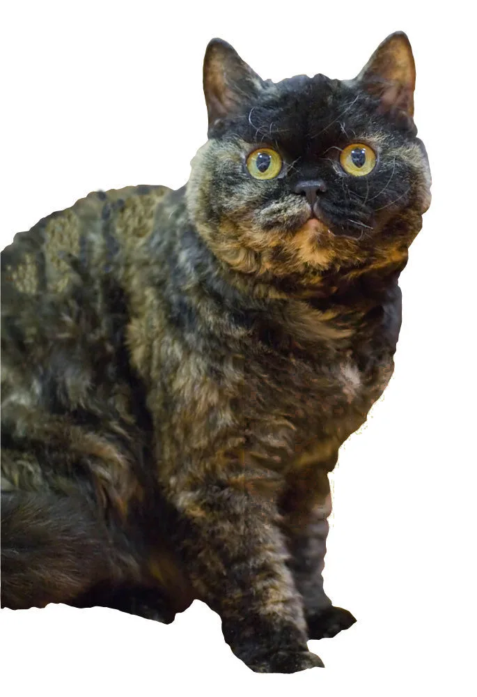 セルカークレックスの猫