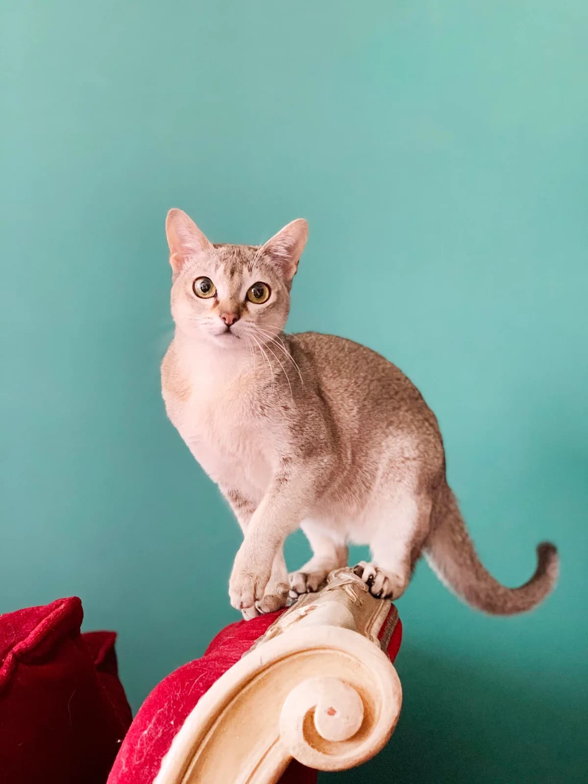 シンガプーラの猫