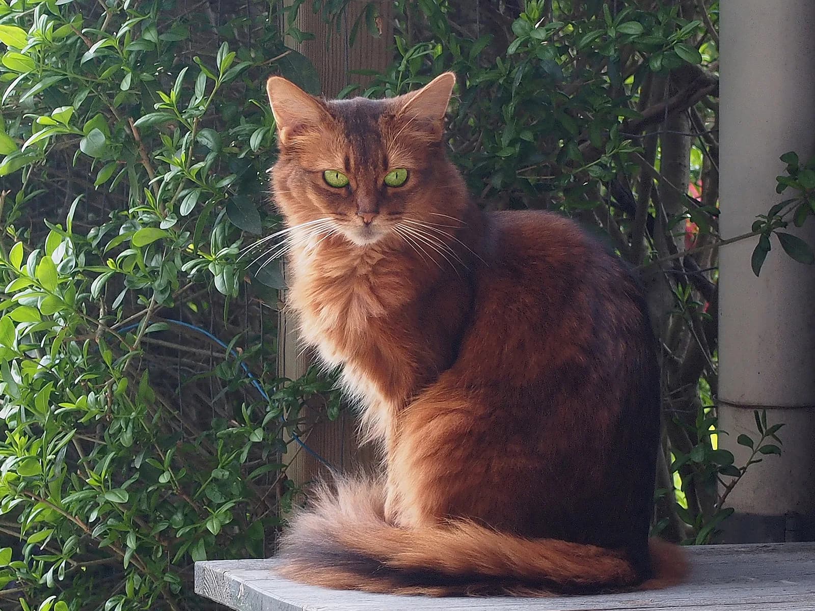 ソマリの猫