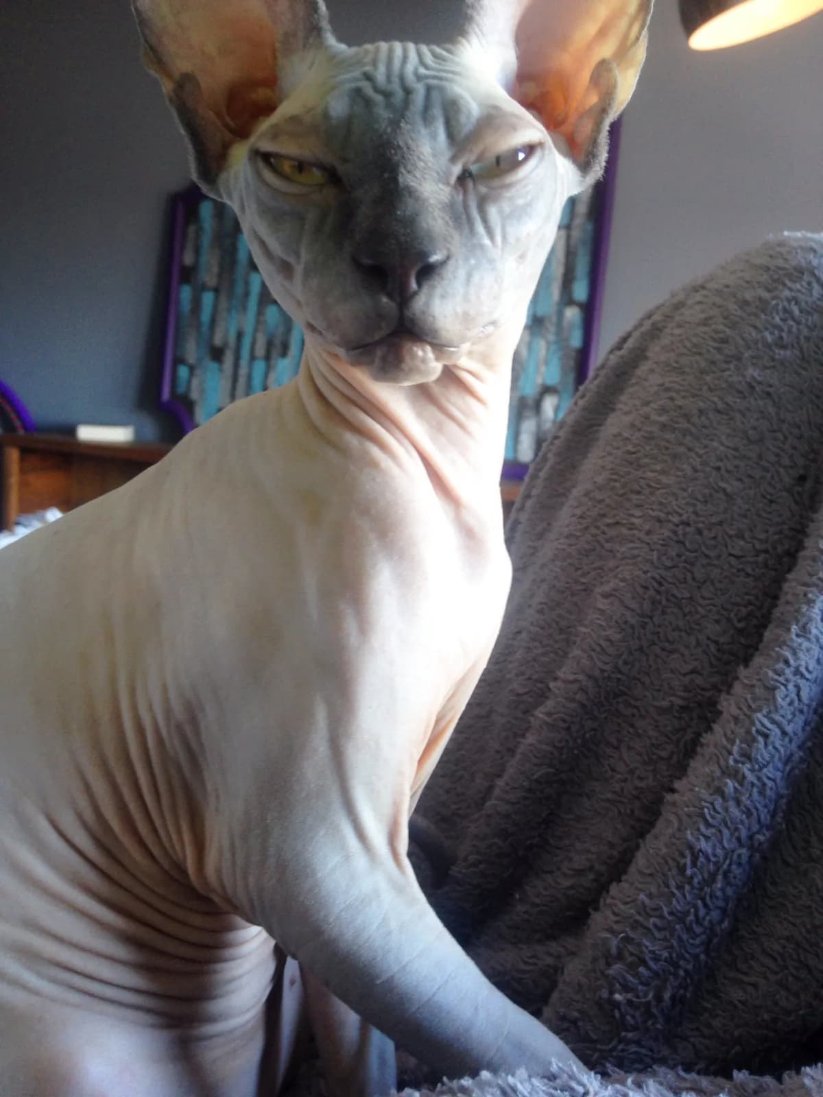 スフィンクスの猫