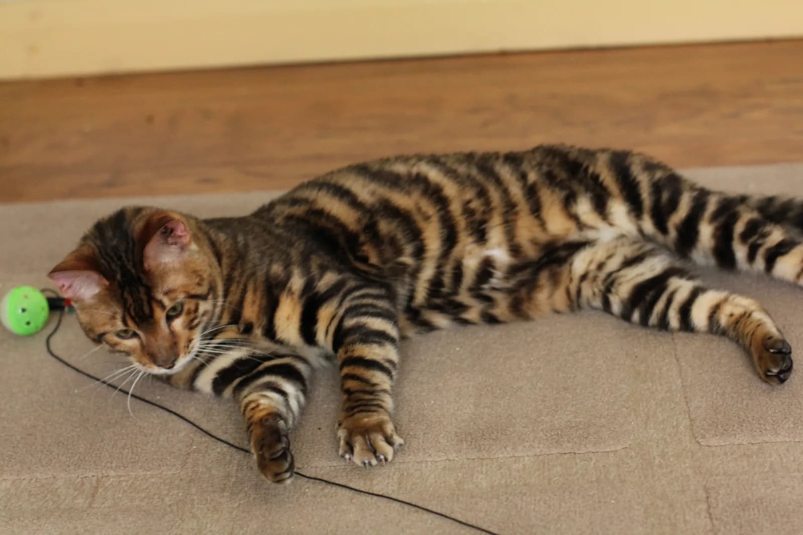 トイガーの猫
