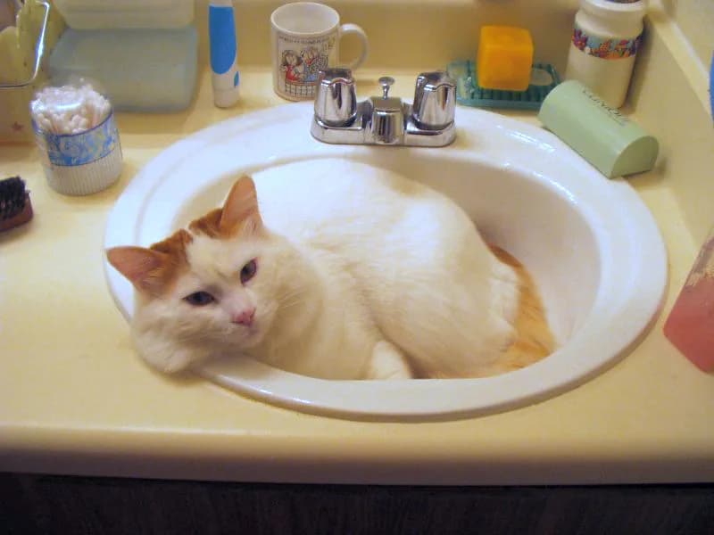 ターキッシュバンの猫