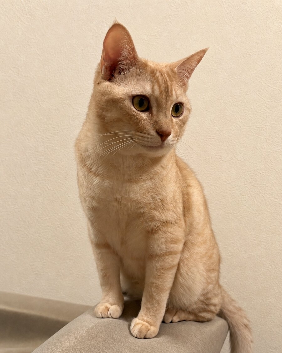 保護猫のつくし